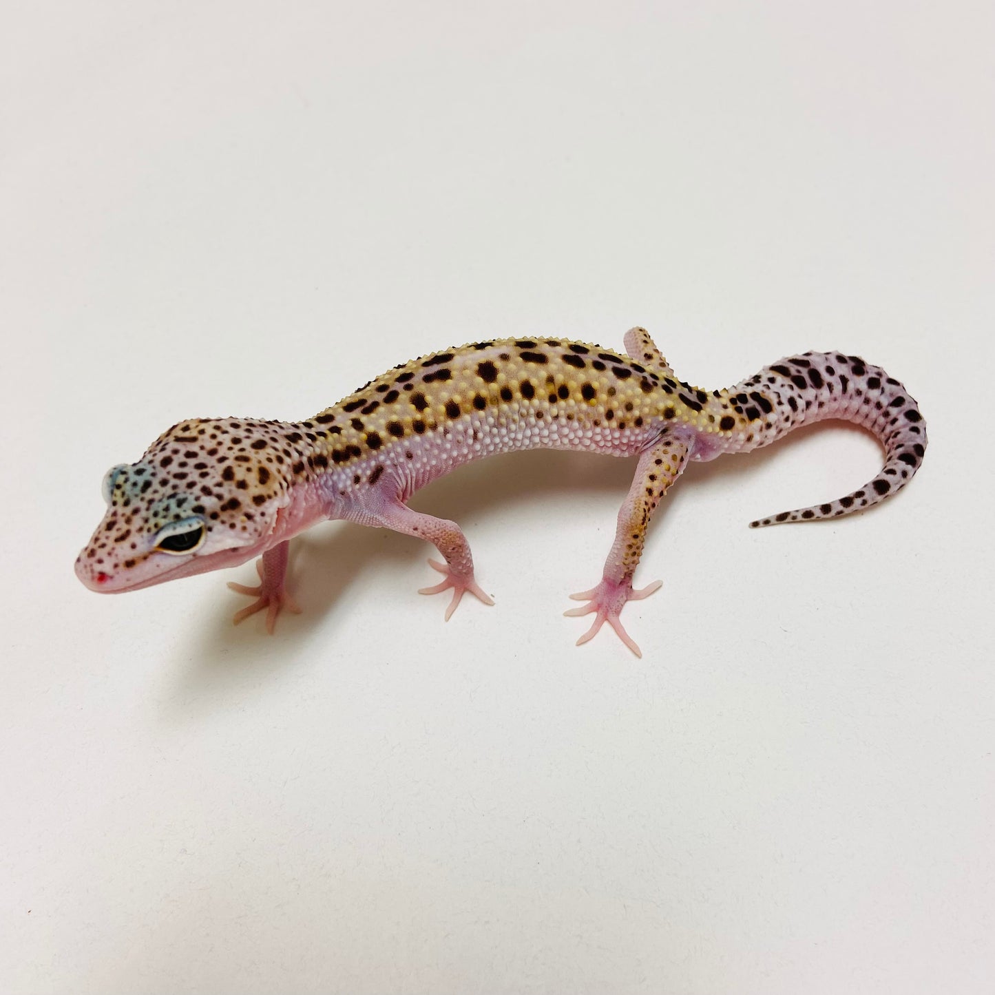 Mack Snow Reverse Stripe Leopard Gecko Male D-B4-80524-1