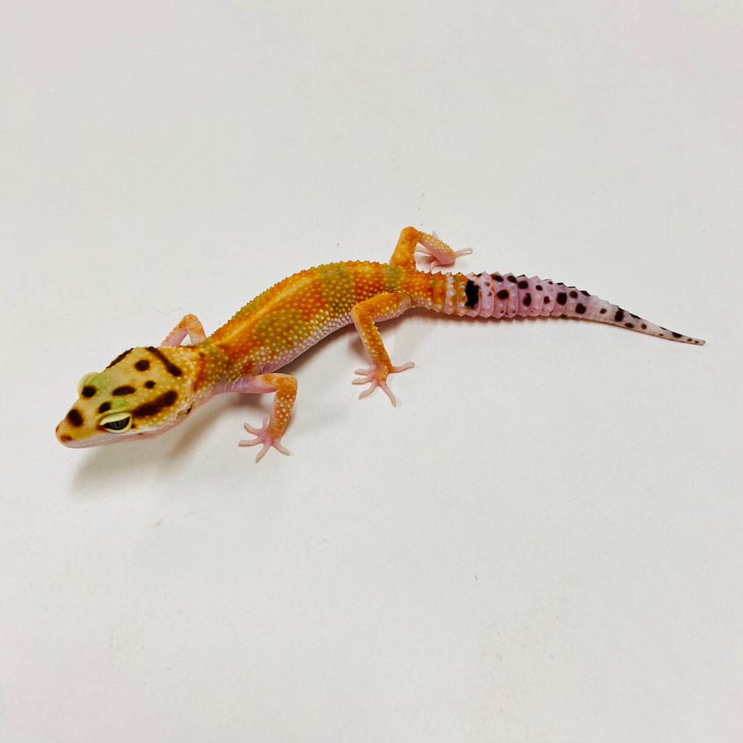 Leopard Geckos for Sale at BHB! Top Quality & Vast Selection in the US ...