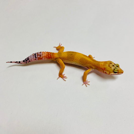 Super Hypo Tangerine Carrot Tail W/Y Leopard Gecko Male B-A2-70824-1