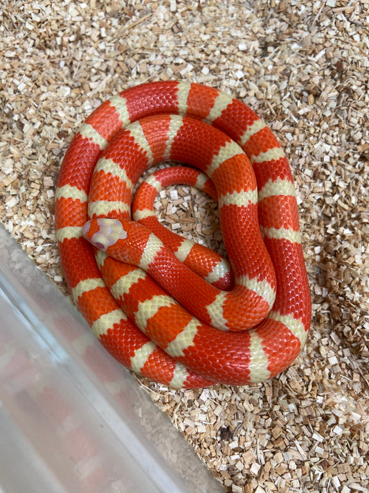 Extreme Albino Tangerine Honduran Milksnake 2023 Female F02