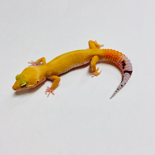 Super Hypo Tangerine Carrot Tail Baldy Leopard Gecko Male B-B6-71624-1