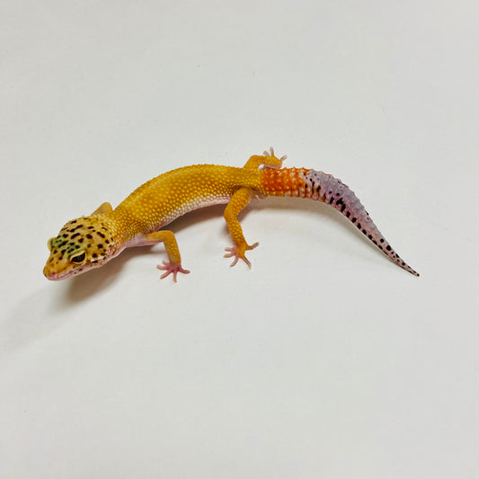 Super Hypo Tangerine Carrot Tail Leopard Gecko Male C-B8-71624-2