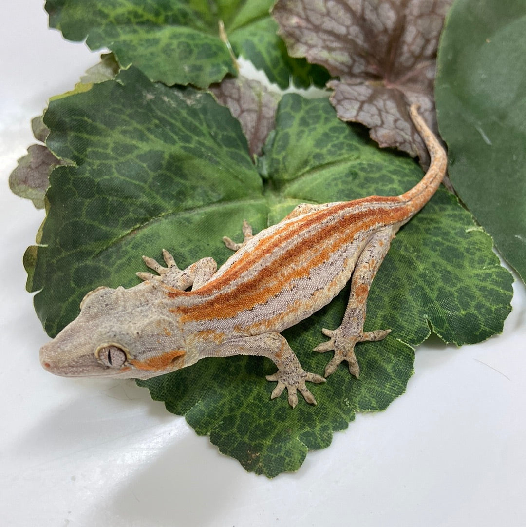 Red/Orange Stripe Gargoyle Gecko 2023 Male A402