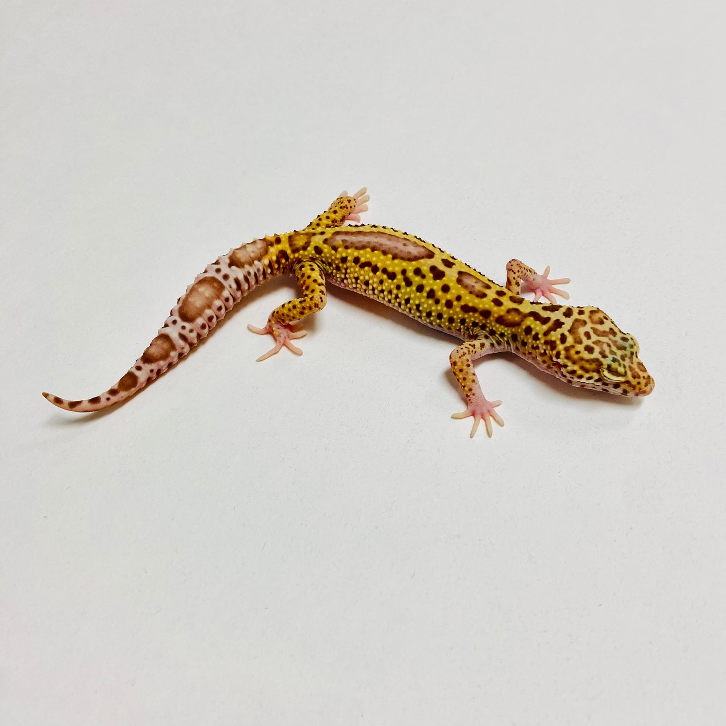 Mack Snow Bell Leopard Gecko Male A-B4-71224-1