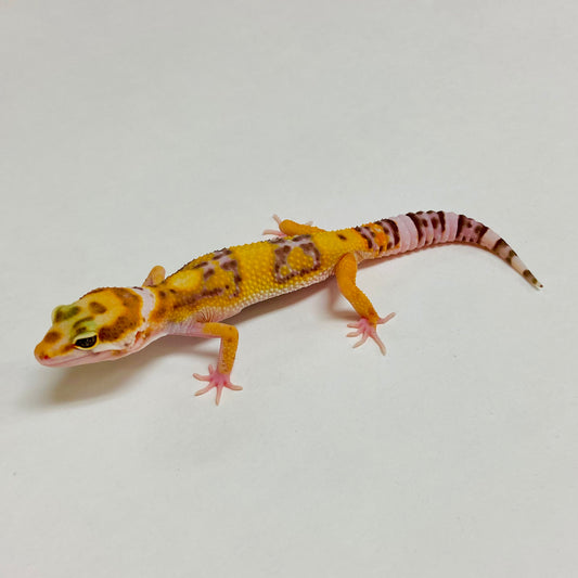 Albino Tremper Tangerine W/Y Leopard Gecko Pos Male A-A7-71824-1