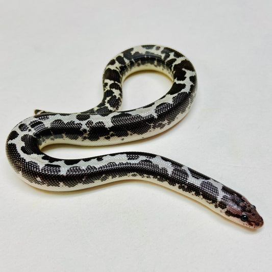 Anery Kenyan Sand Boa Male 2024M08