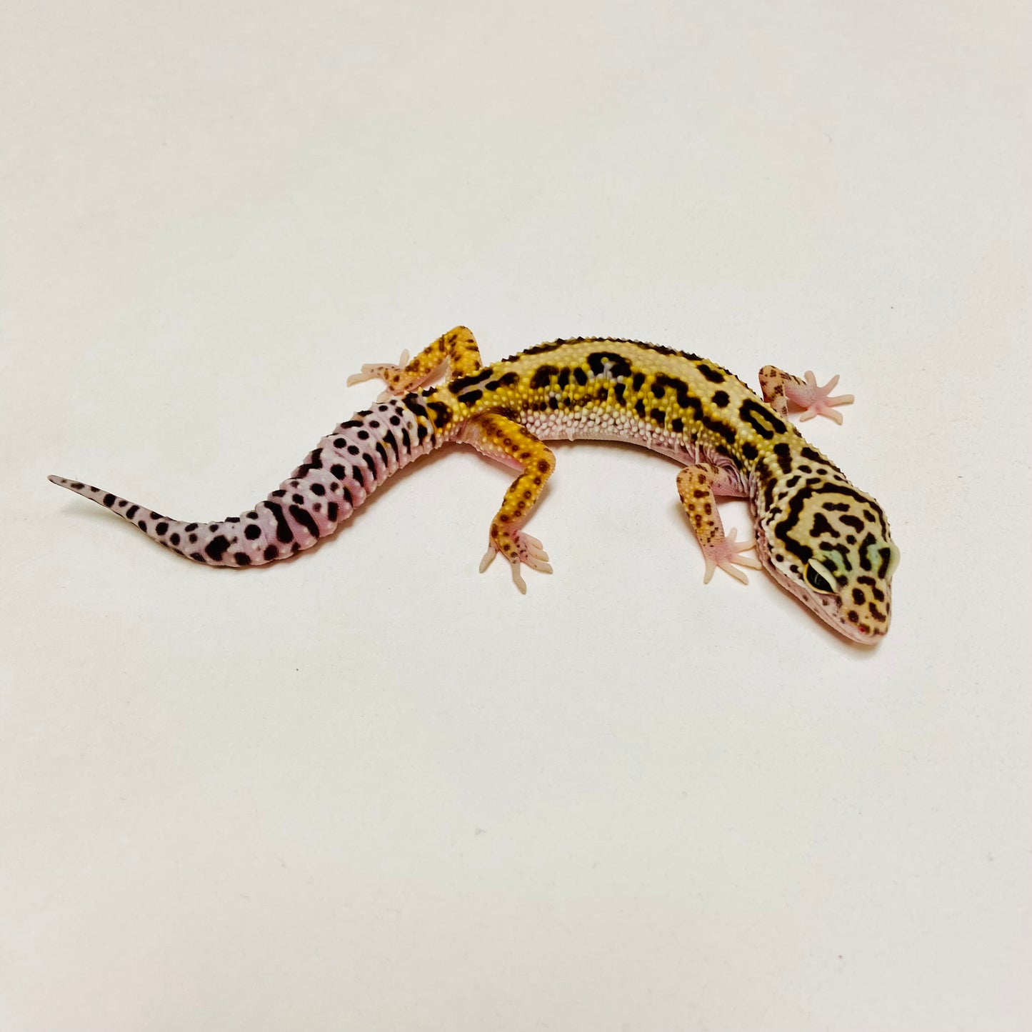 Bold Mack Snow Leopard Gecko Female D-B3-80524-1