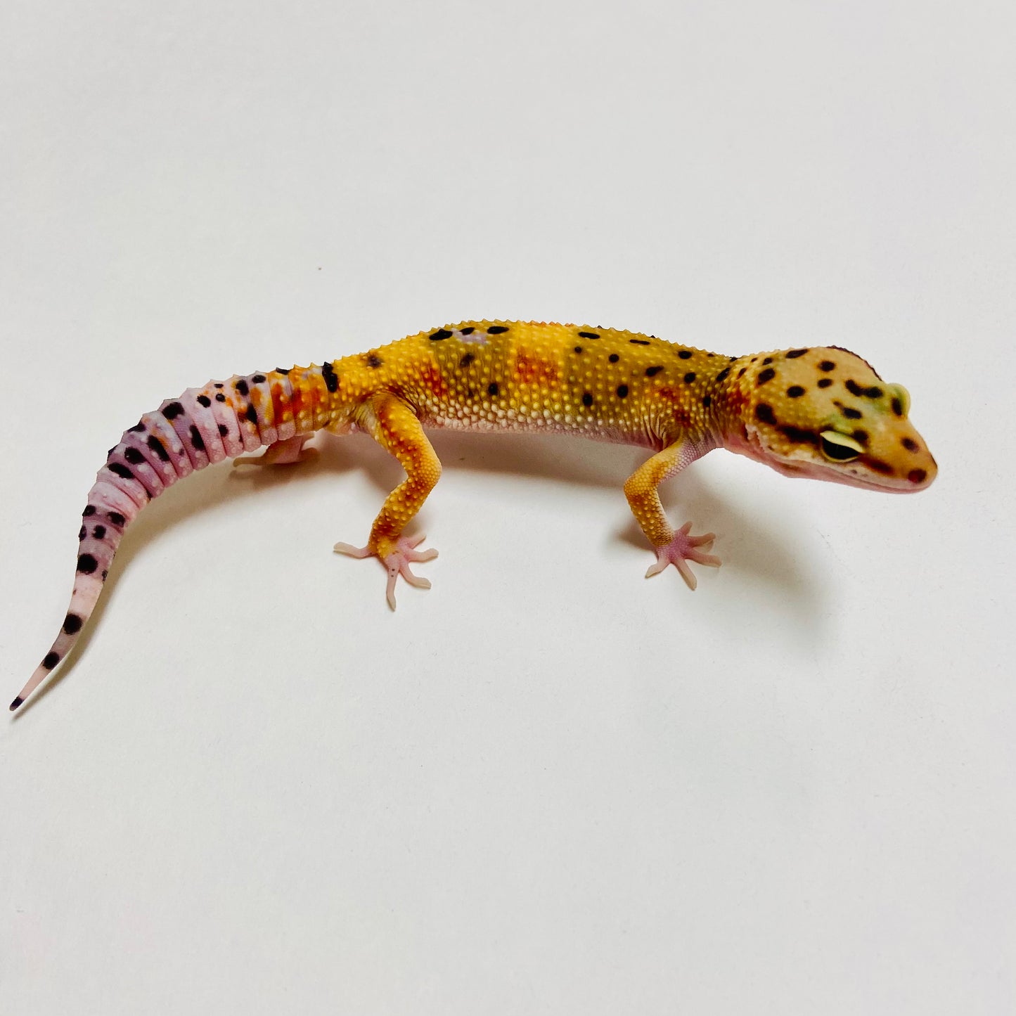 Hi Green Tangerine Leopard Gecko Male B-A1-70824-1