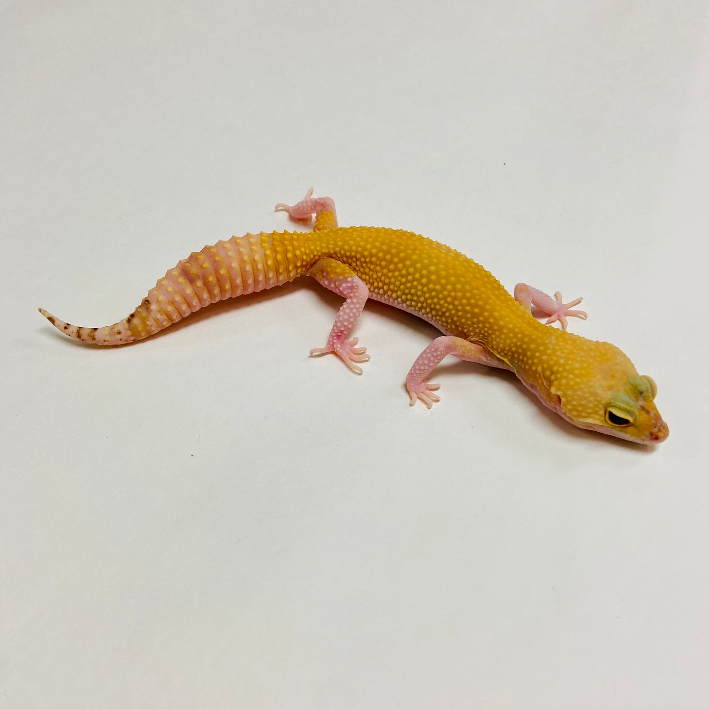 Raptor Leopard Gecko Female A-C7-81722-1