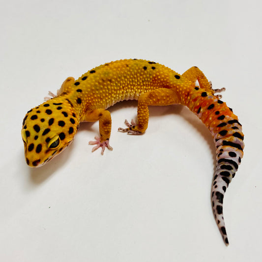 Tangerine Carrot Tail Hi-Green Leopard Gecko Female A-B1-80323-1