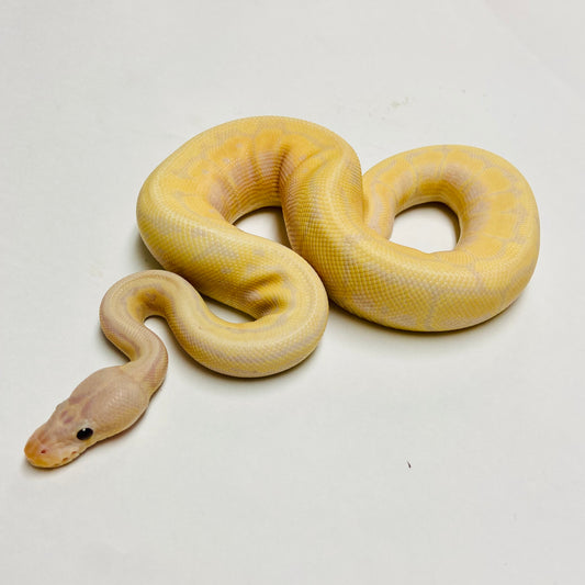 Ball Pythons for Sale at BHB Reptiles - High Quality & Wide Variety in ...