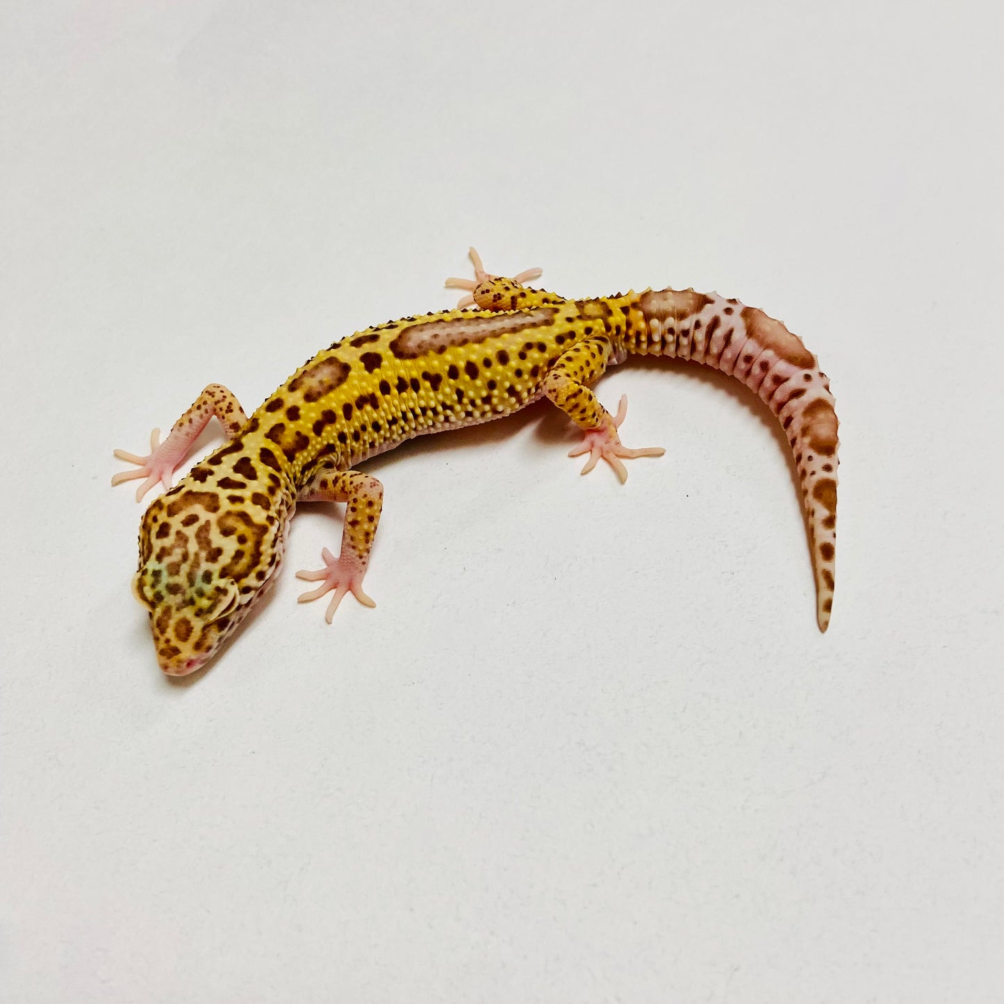 Mack Snow Bell Leopard Gecko Male A-B4-71224-1