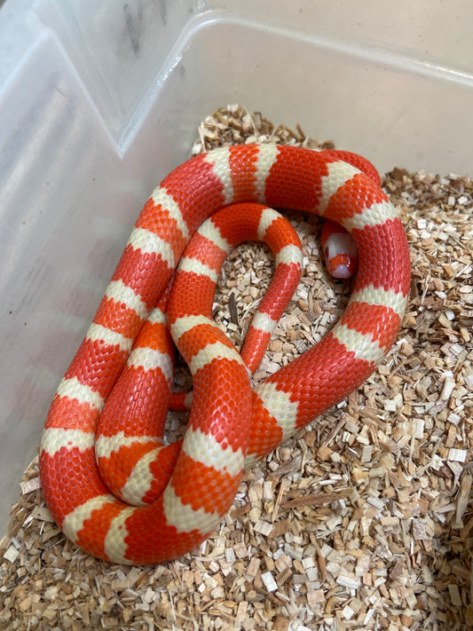 Extreme Albino Tangerine Honduran Milksnake 2023 Male M04