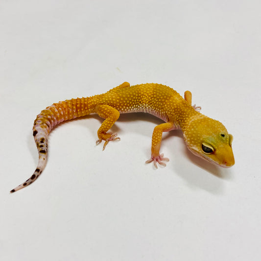 SHTCTB Leopard Gecko Female- G-E3-72321-1