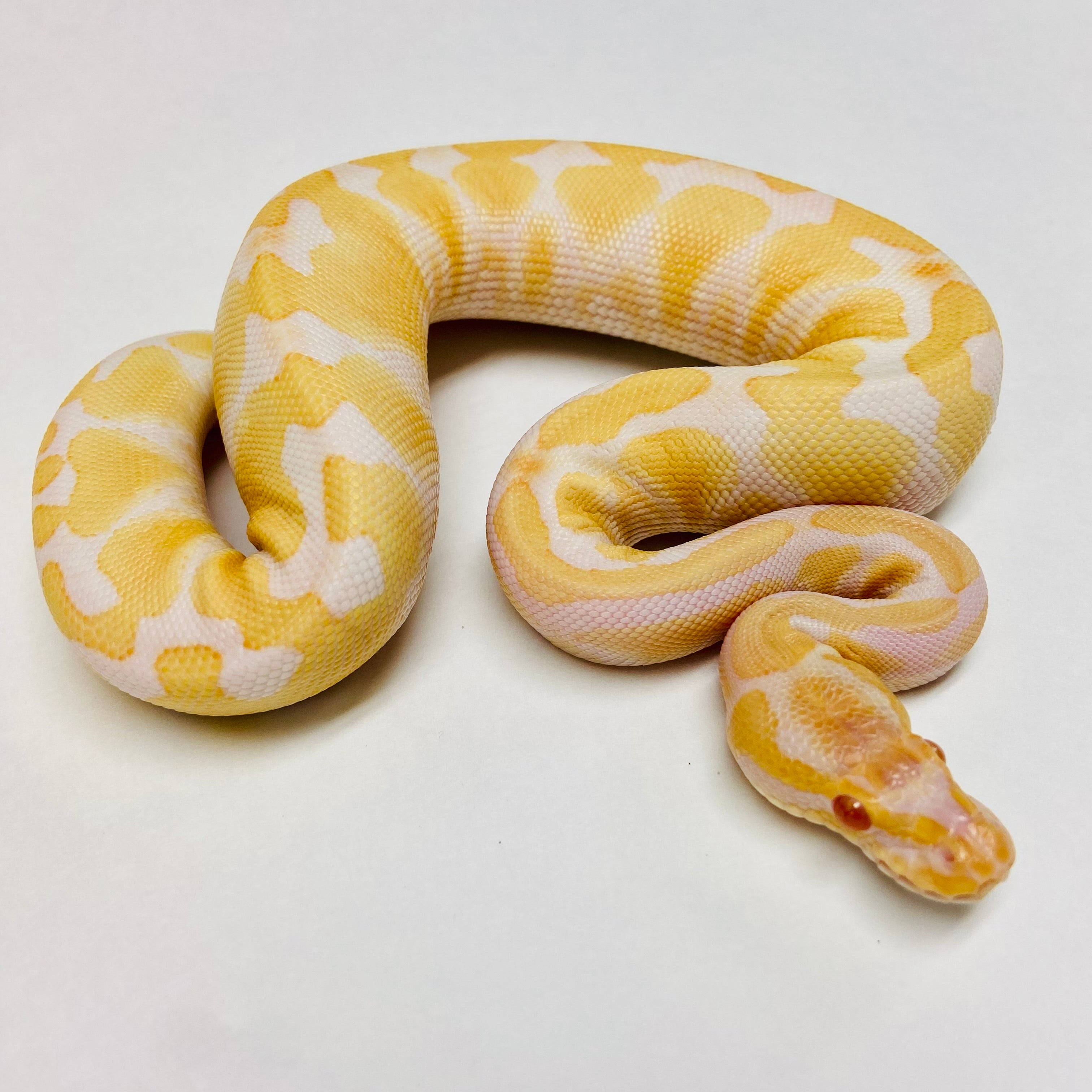 Ball Pythons for Sale at BHB Reptiles - High Quality & Wide Variety in ...