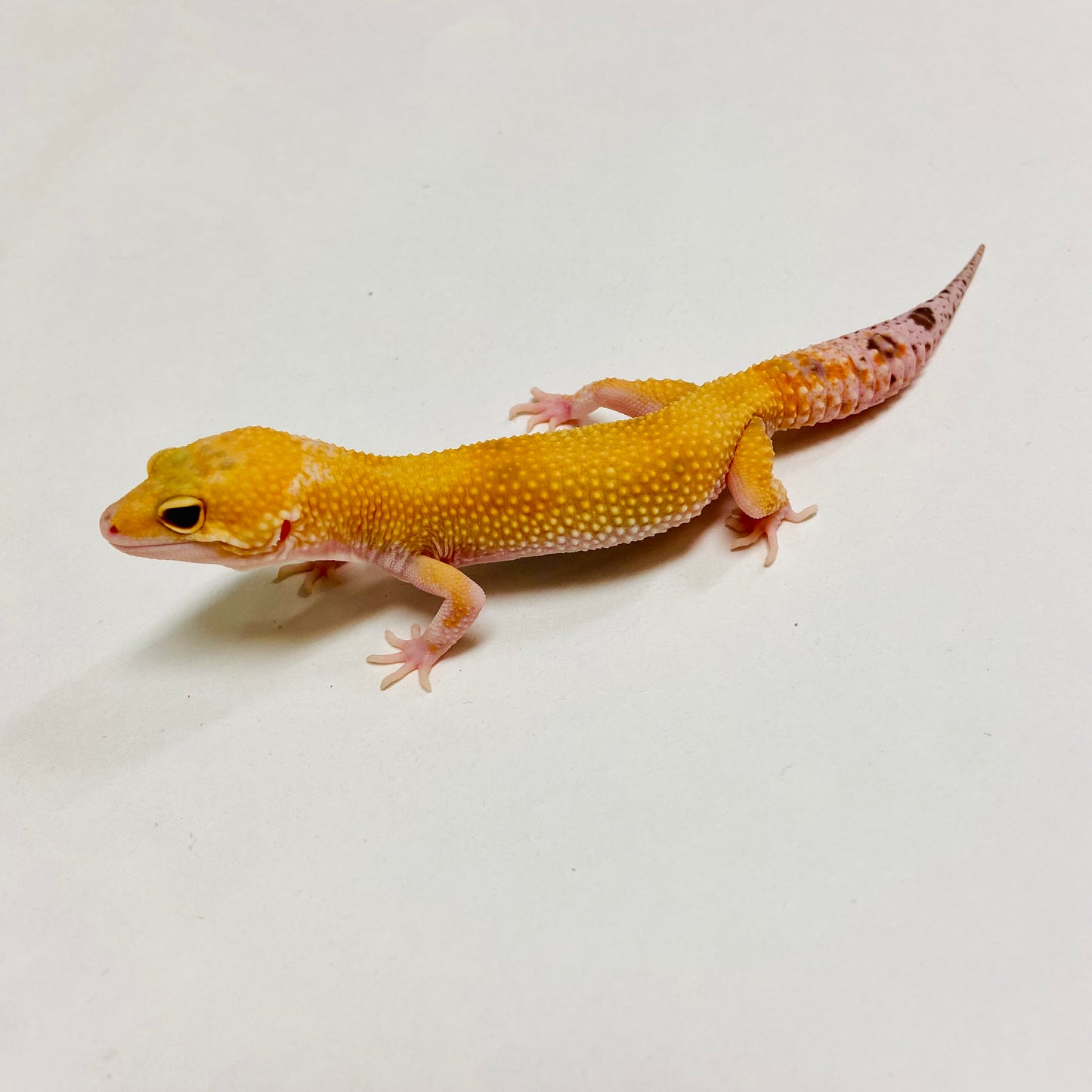 Raptor Leopard Gecko Male C-A2-71624-1