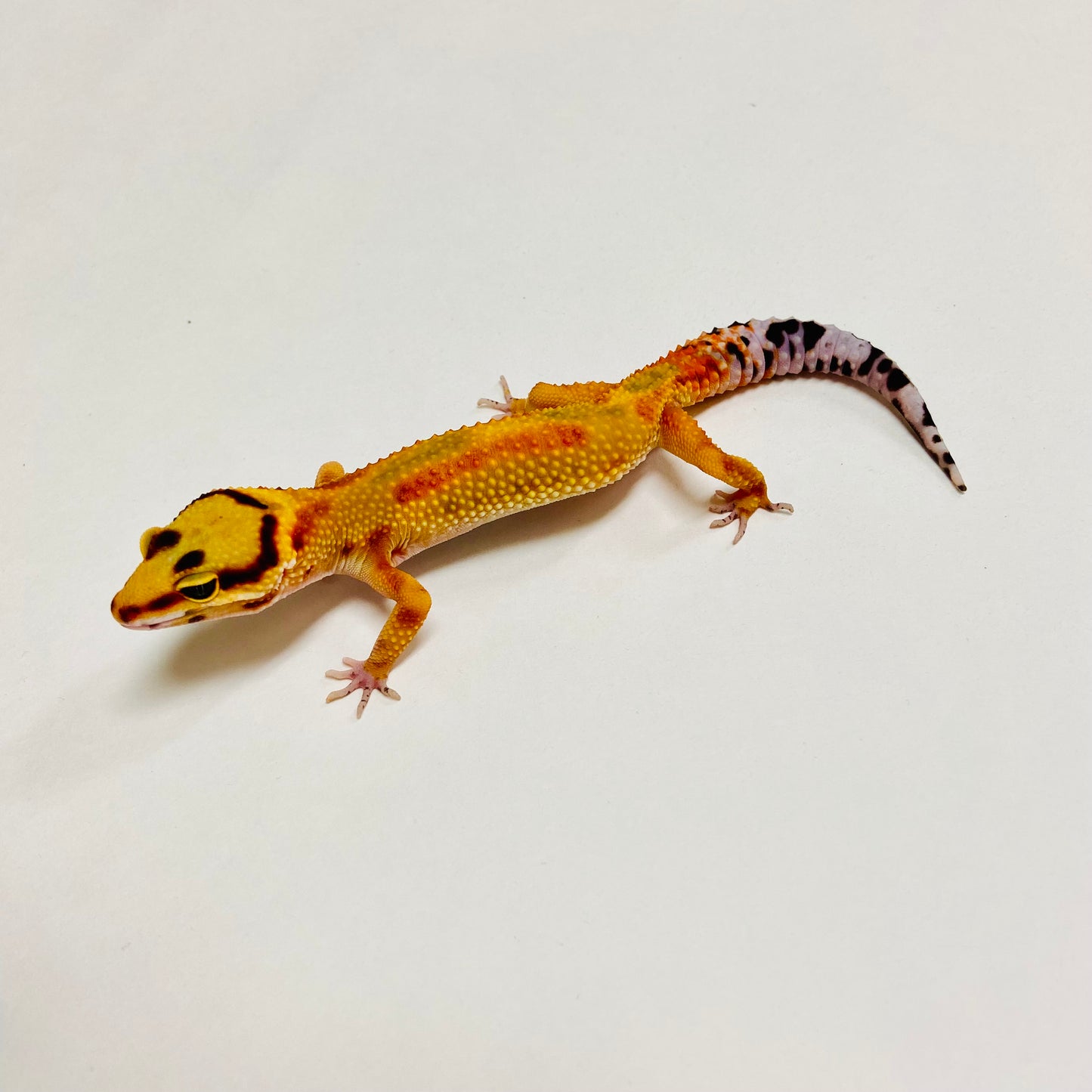 Citrine Leopard Gecko Female C-A5-71824-1