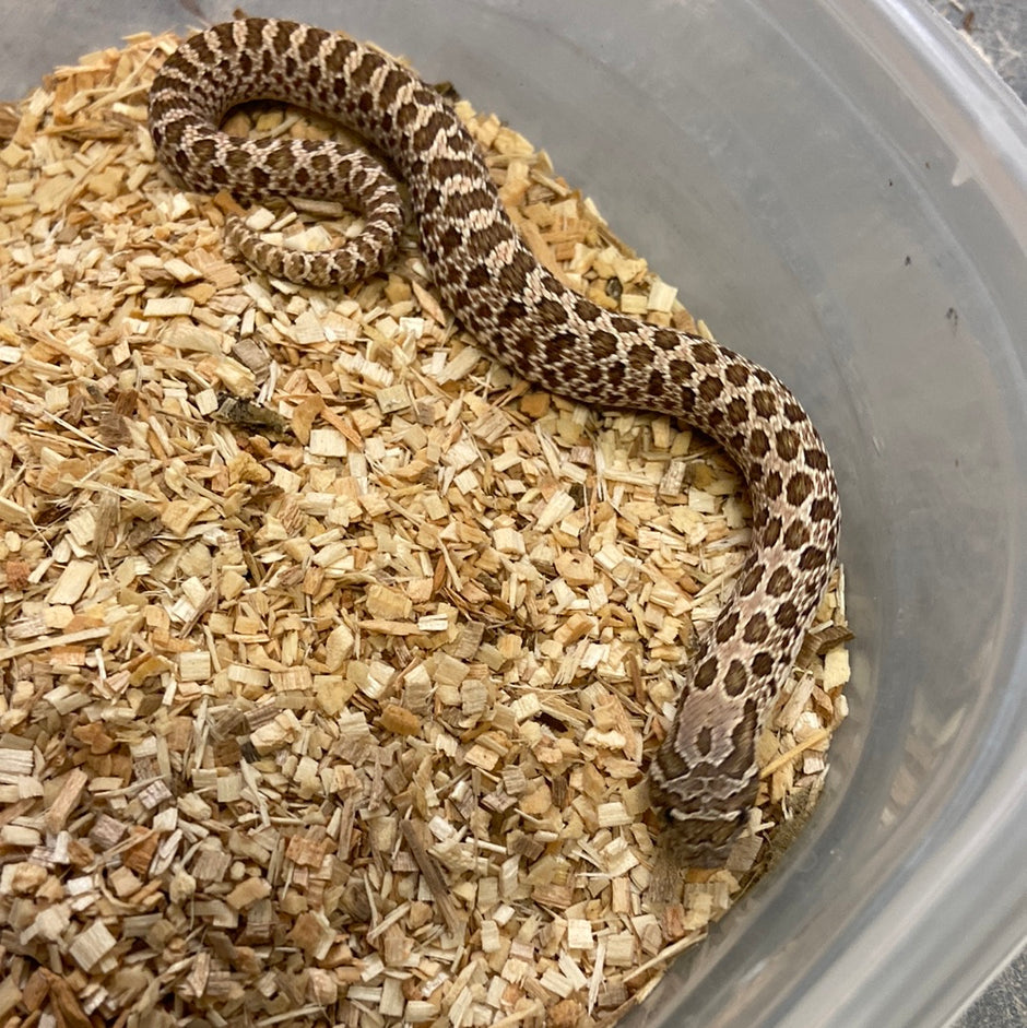 Hognose Snakes For Sale I Purchase Your Hognose Snake Online Or Pickup ...