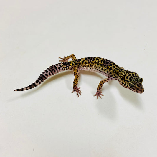 Dark Mack Snow Leopard Gecko Male G-C6-62223-1