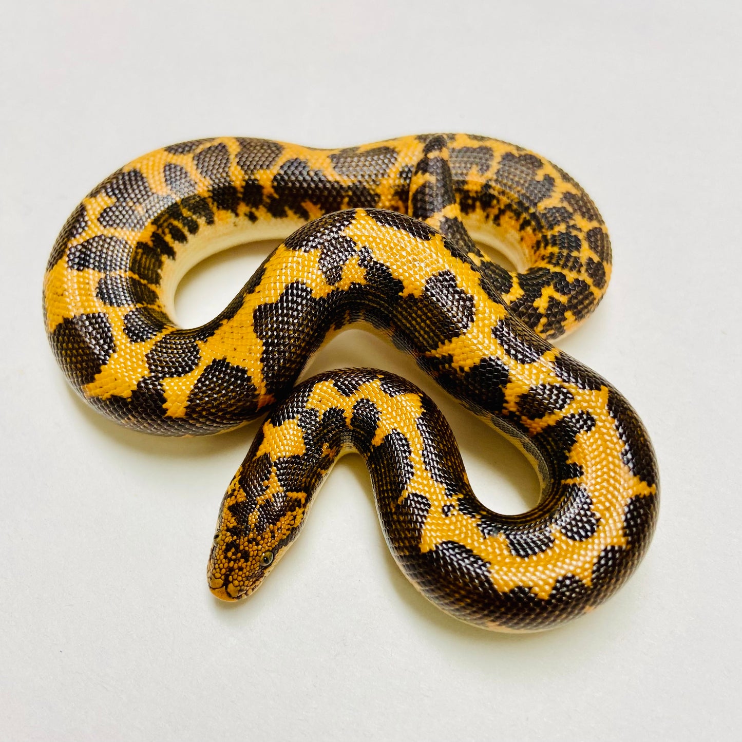 Kenyan Sand Boa Male 2024M07