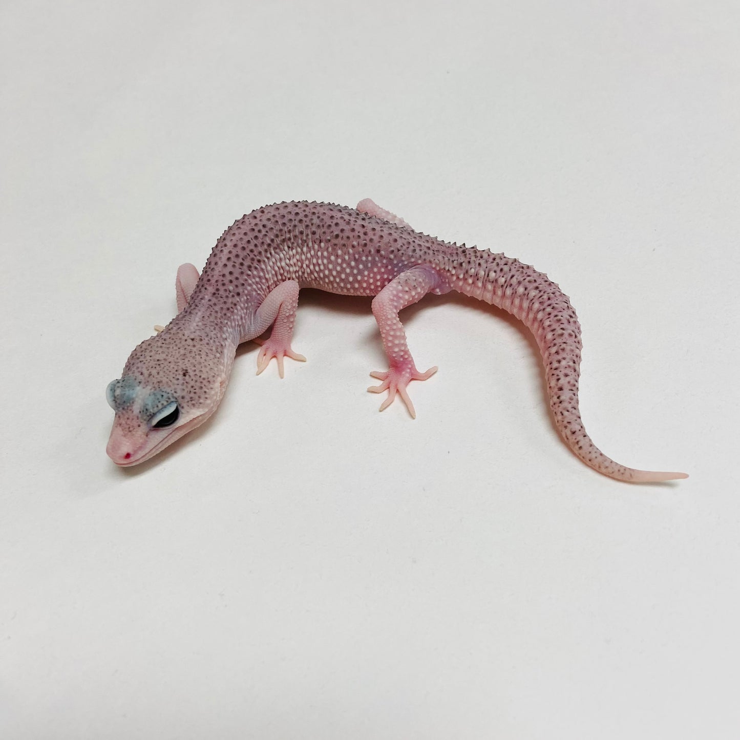 Galaxy Leopard Gecko Male C-B4-71324-1