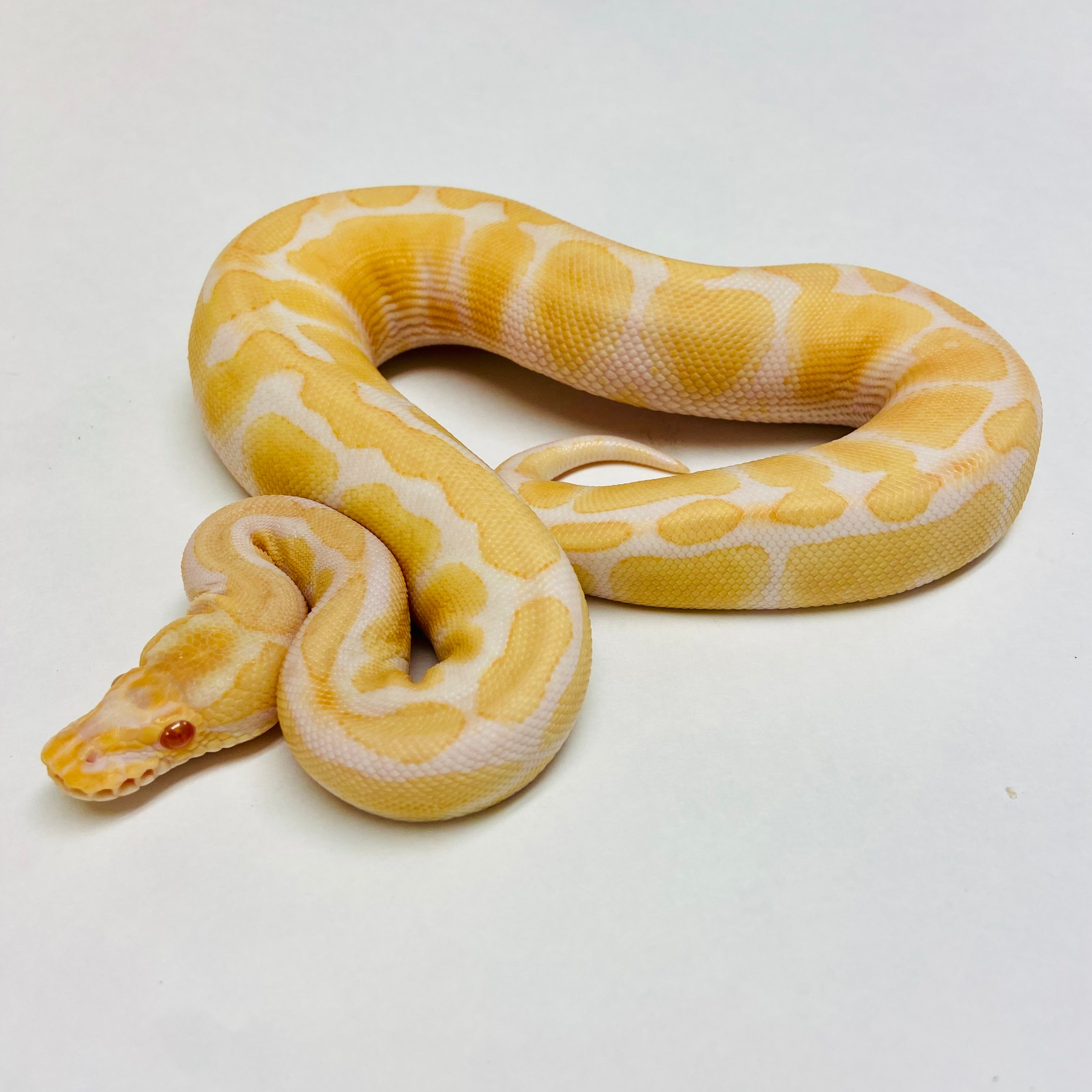 Ball Pythons for Sale at BHB Reptiles - High Quality & Wide Variety in ...