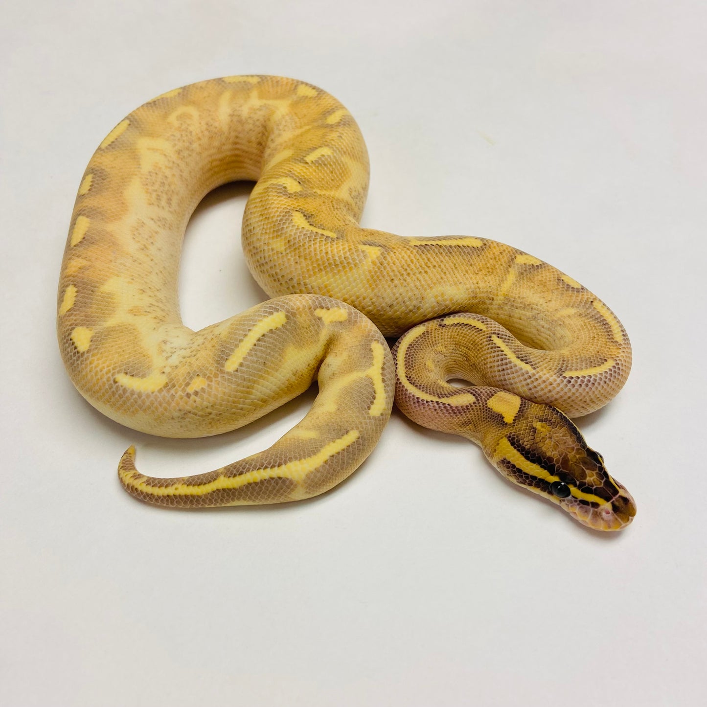 Pastel Enchi Highway Ball Python Male 2023M01