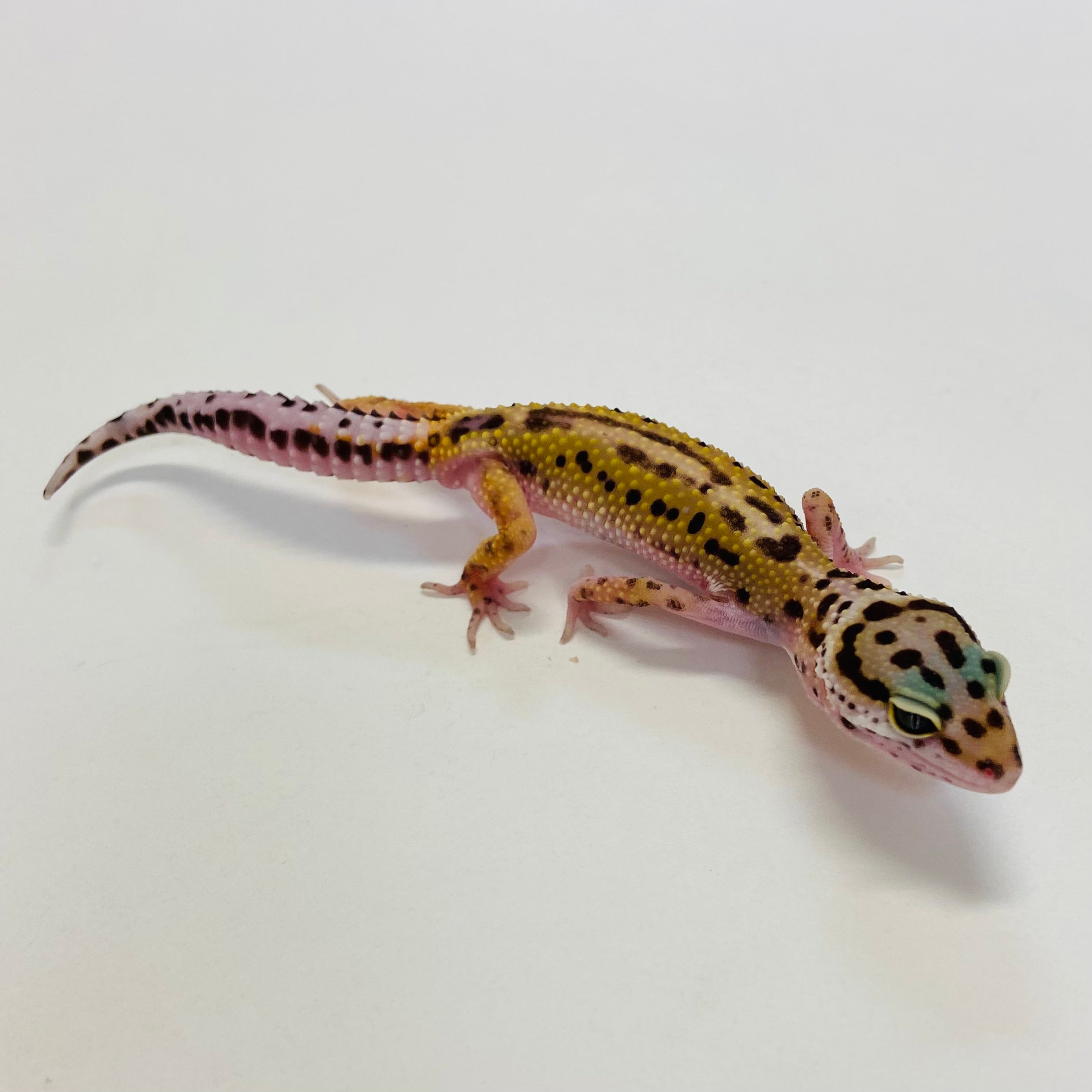 Leopard Geckos for Sale at BHB! Top Quality & Vast Selection in the US ...