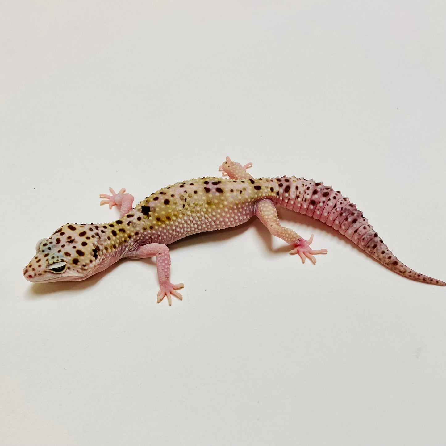 Mack Snow Eclipse W/Y Leopard Gecko Female E-B9-101222-1