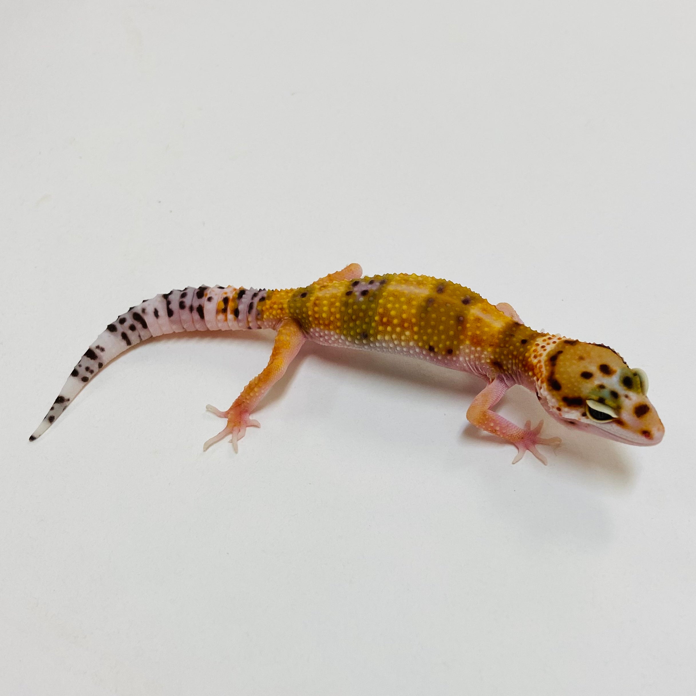 Leopard Geckos for Sale at BHB! Top Quality & Vast Selection in the US ...