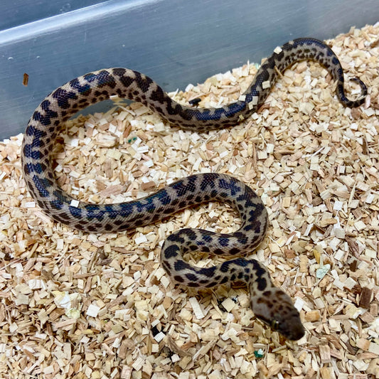 Spotted Python Female 2024F01