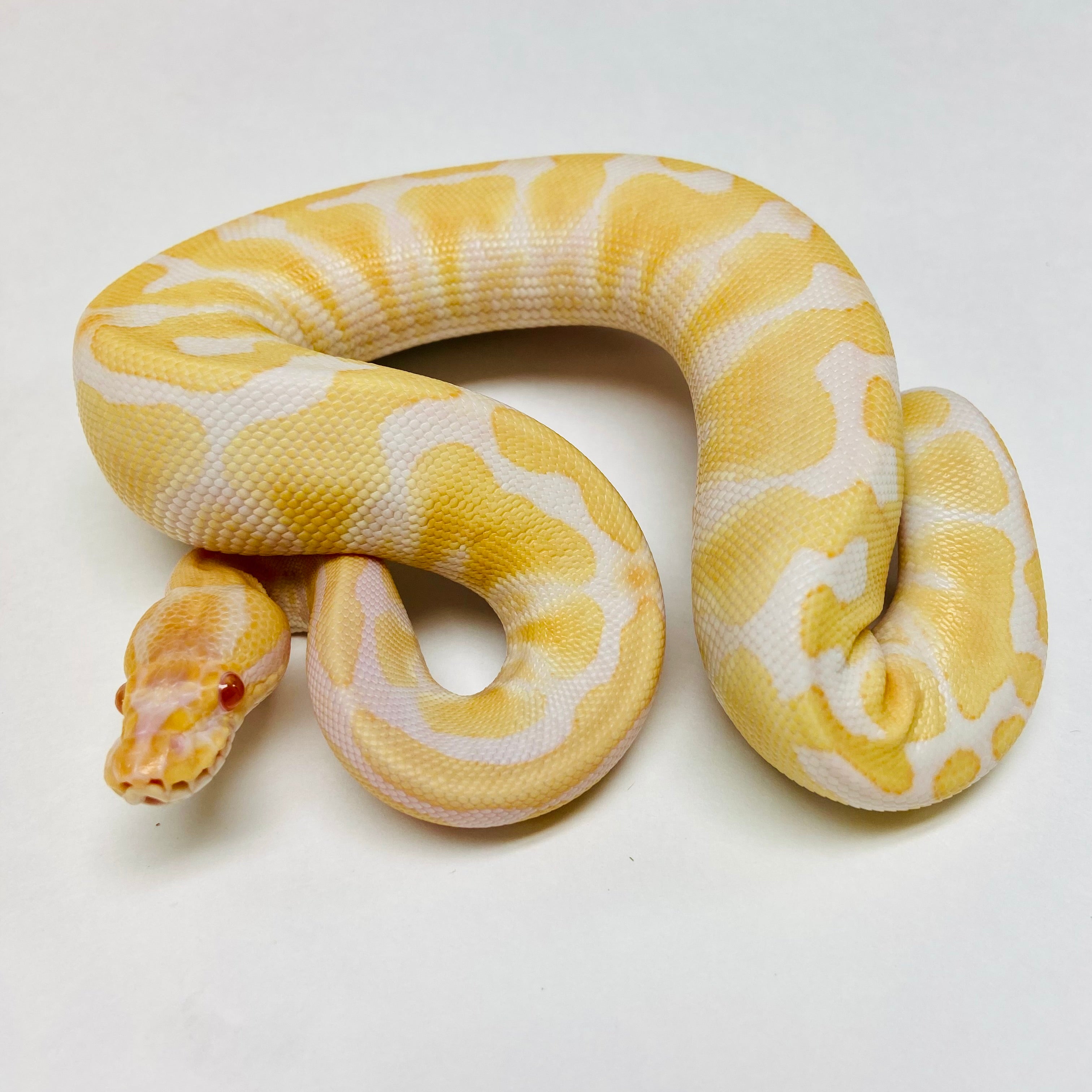 Ball Pythons for Sale at BHB Reptiles - High Quality & Wide Variety in ...