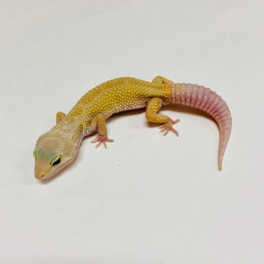 Murphy Patternless Leopard Gecko Male C-C3-71624-1