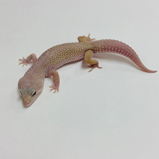 Mack Snow Murphy Patternless Leopard Gecko Male A-C3-81922-1