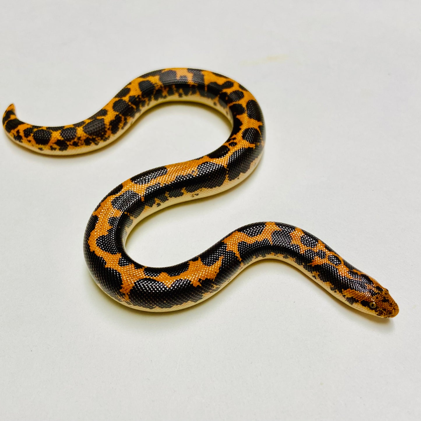 Kenyan Sand Boa Female 2024F10