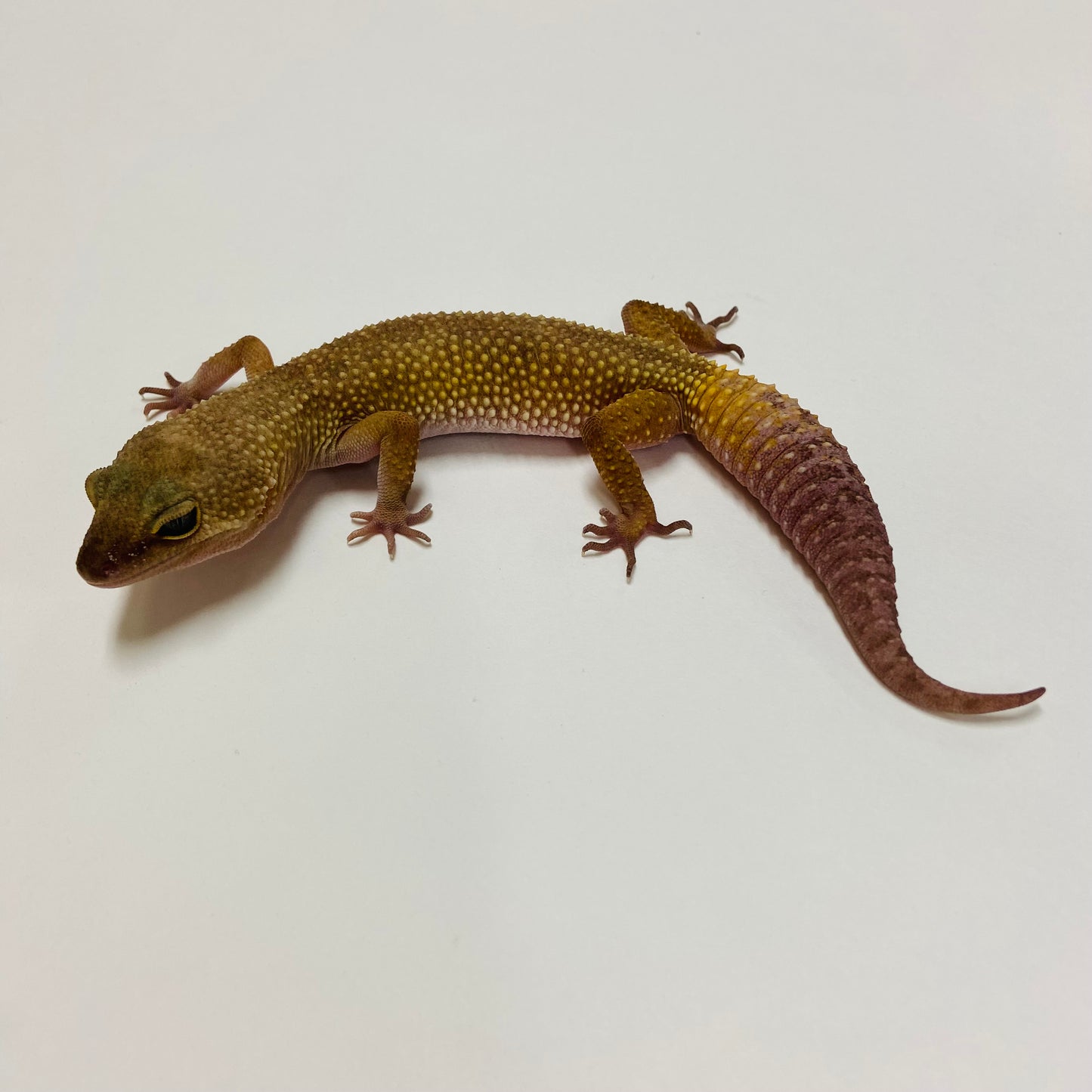 Dark Murphy Patternless Leopard Gecko Female E-C4-80122-2