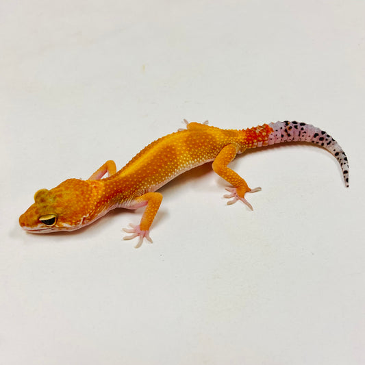 SHTCTB Leopard Gecko Male G-B4-61423-1