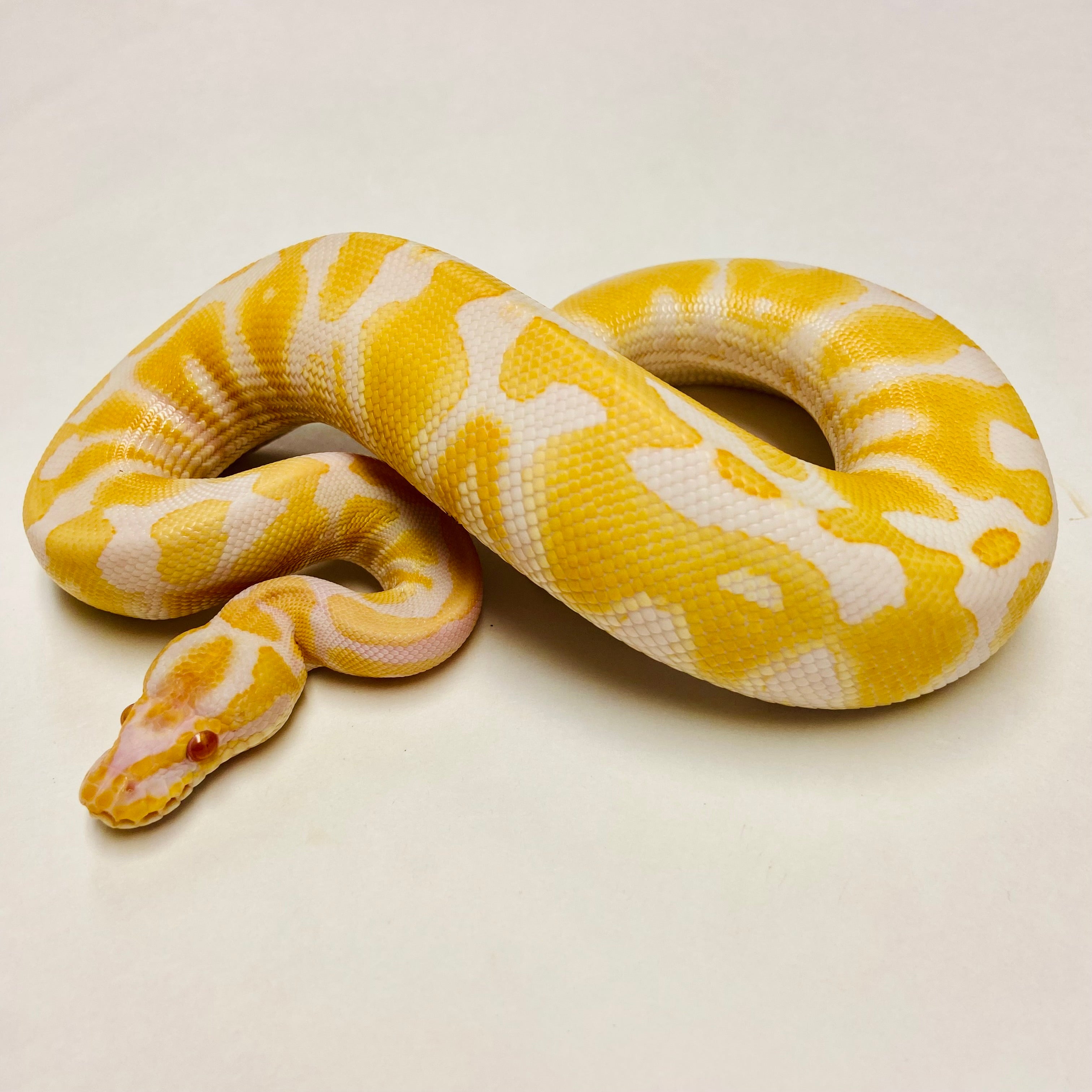 Ball Pythons for Sale at BHB Reptiles - High Quality & Wide Variety in ...