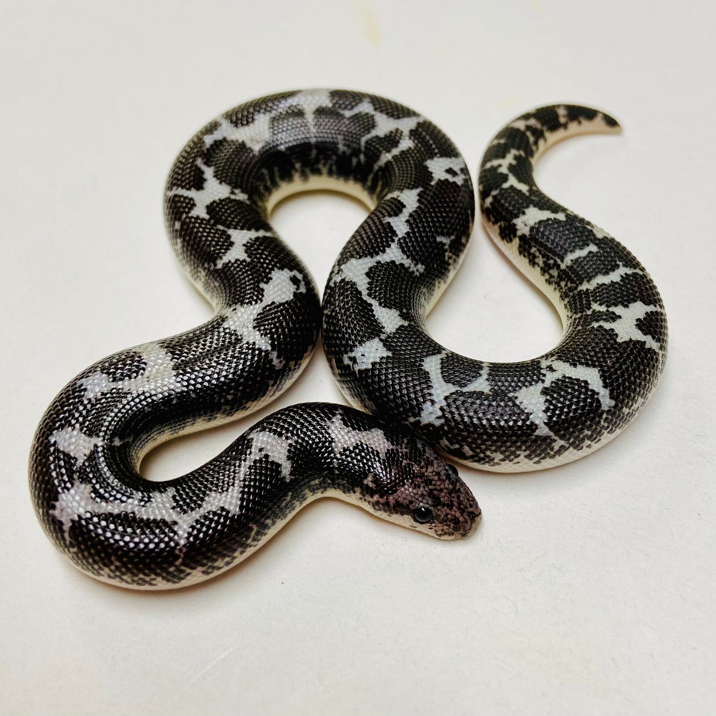 Anery Kenyan Sand Boa Male 2024M07