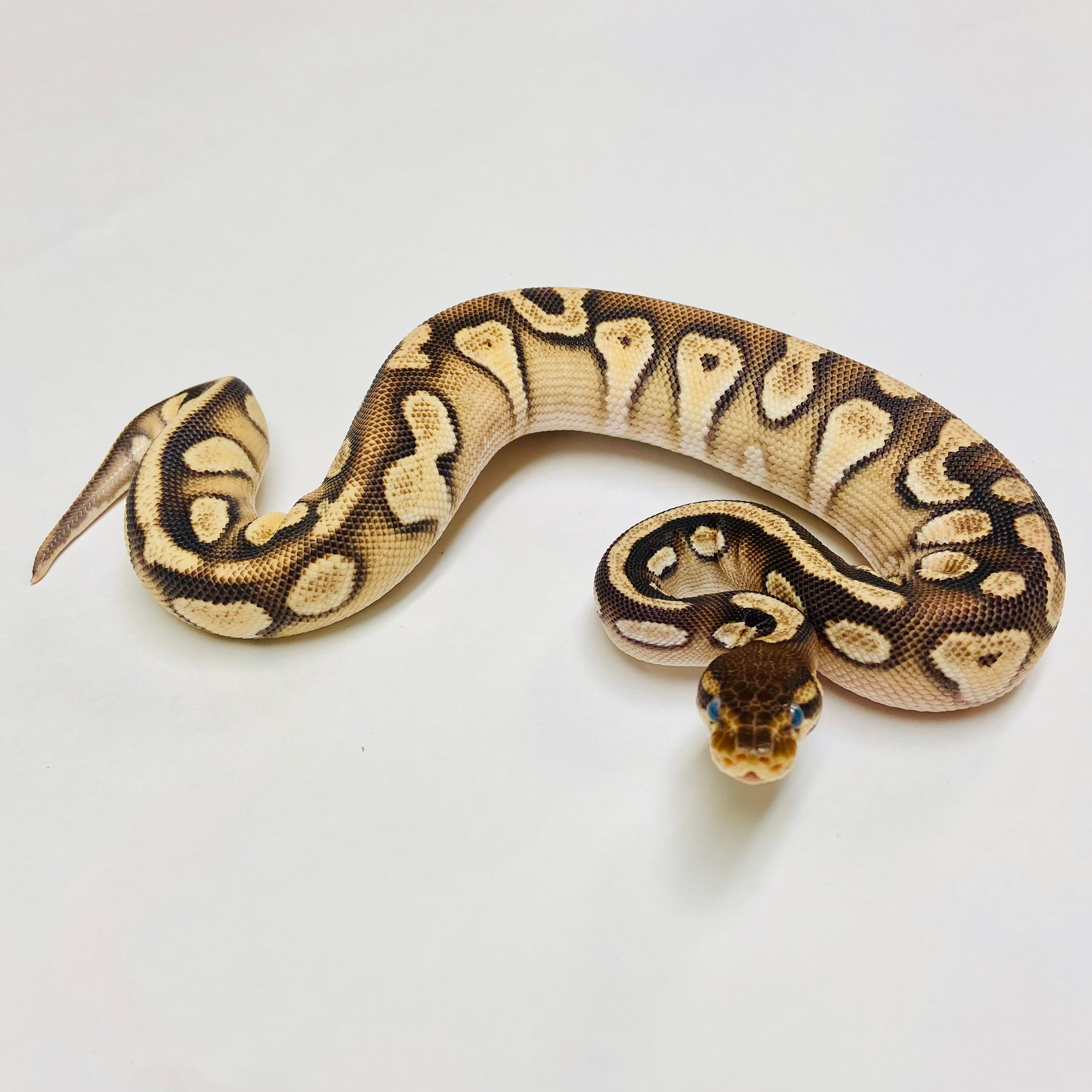 Ball Pythons for Sale at BHB Reptiles - High Quality & Wide Variety in ...