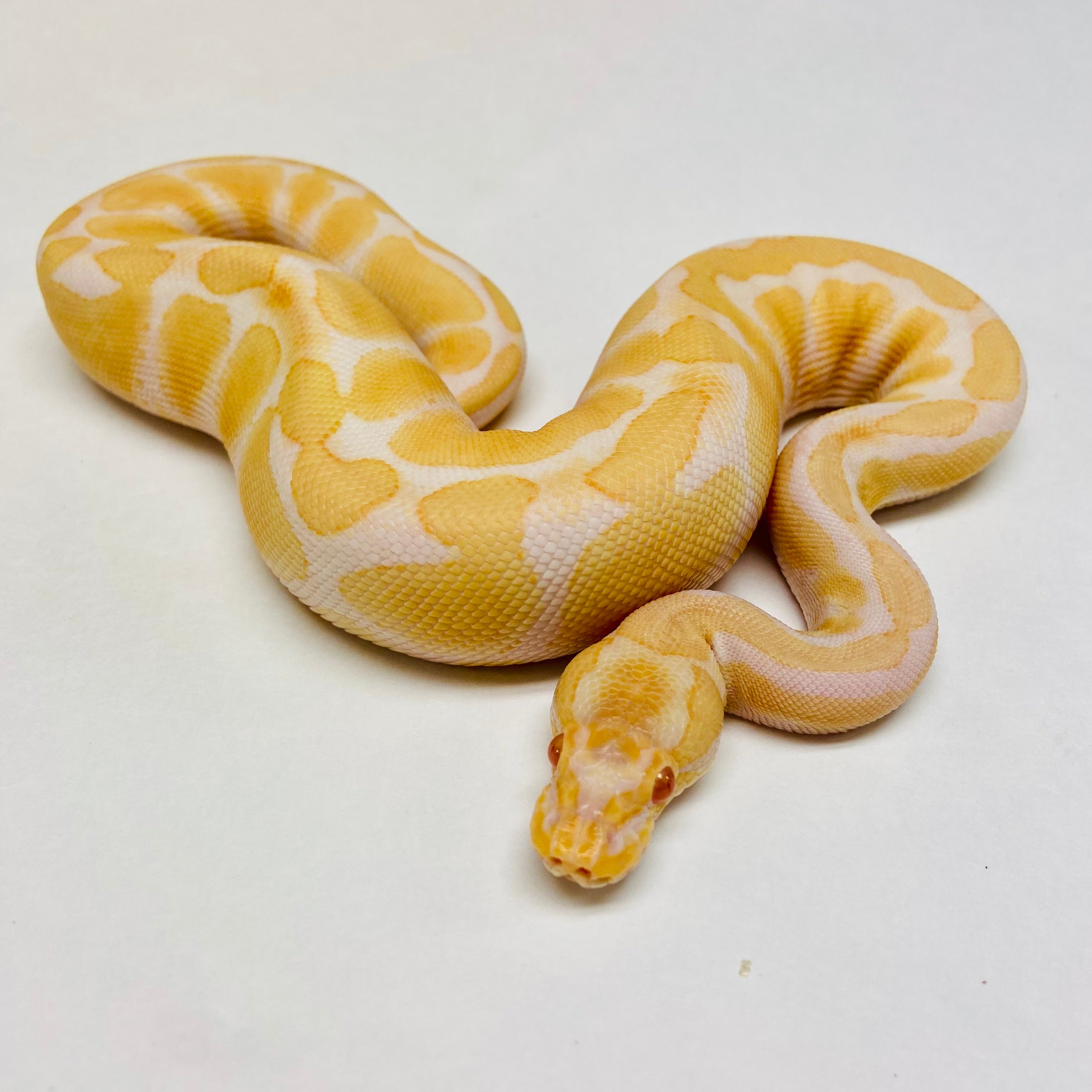 Ball Pythons for Sale at BHB Reptiles - High Quality & Wide Variety in ...