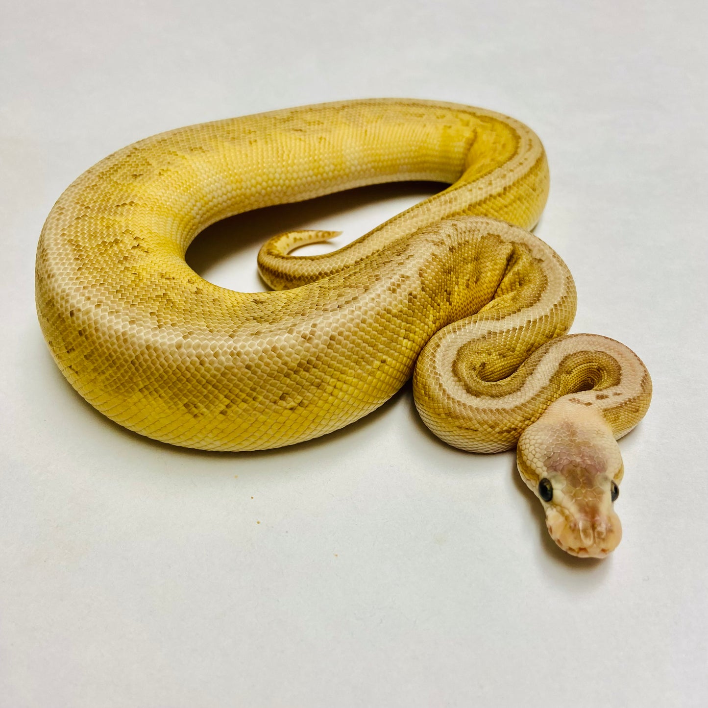 Black Pewter Lesser Cypress Ball Python Female 2023F01