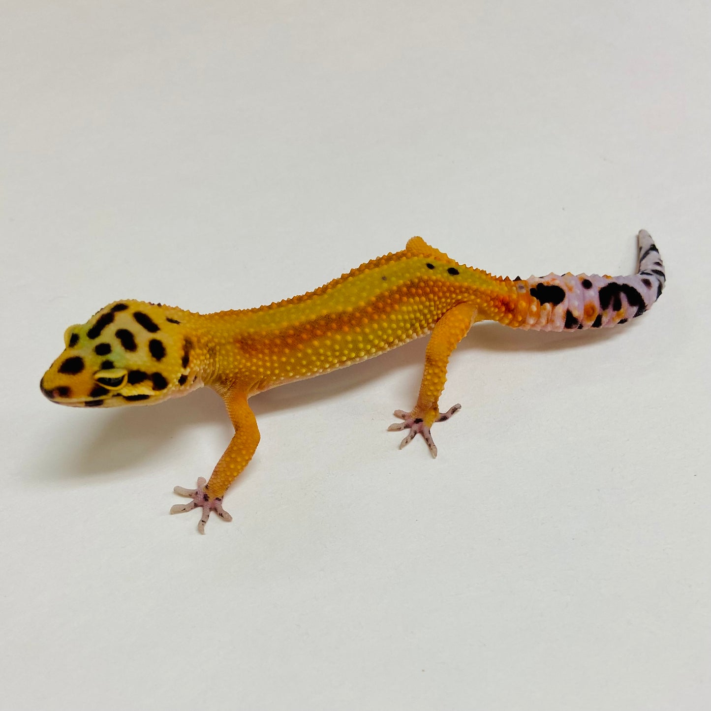 Tangerine Stripe Leopard Gecko Female A-A5-71824-1