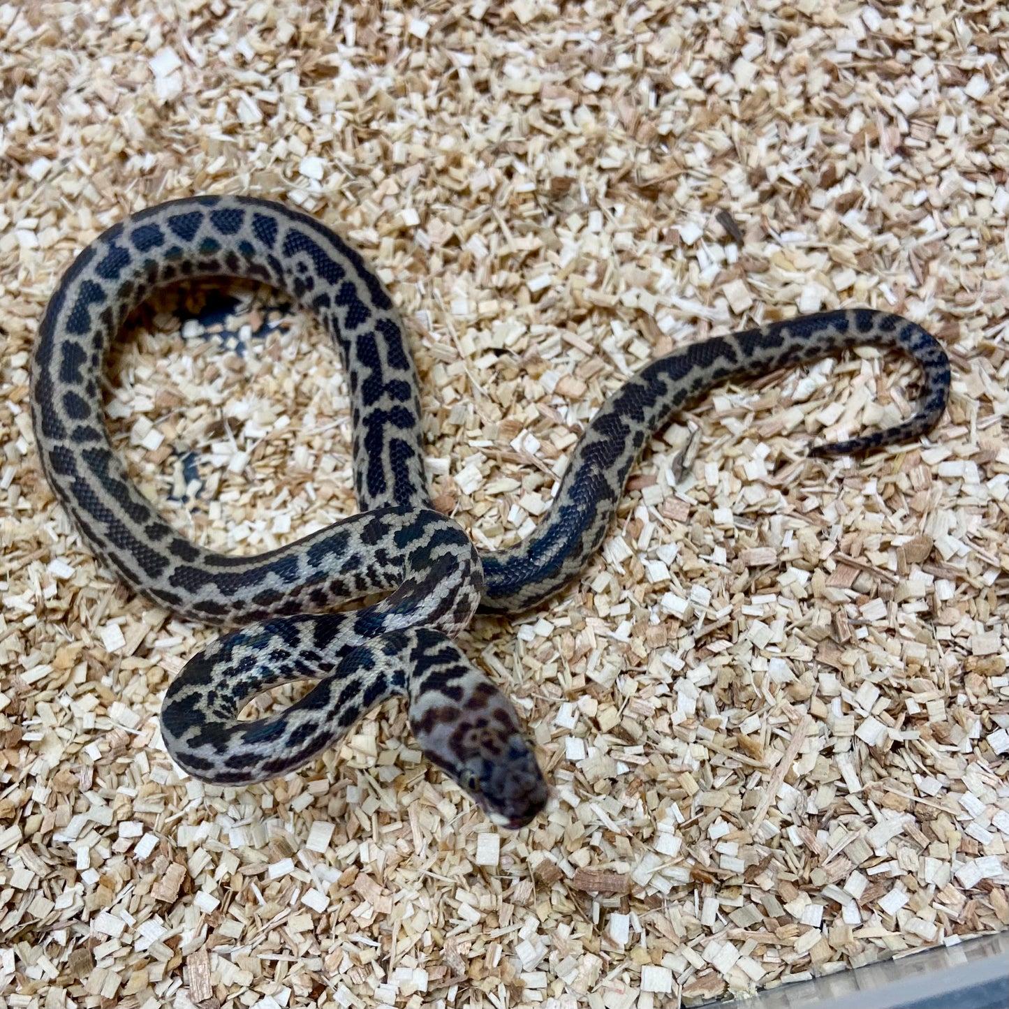 Spotted Python Male 2024M02