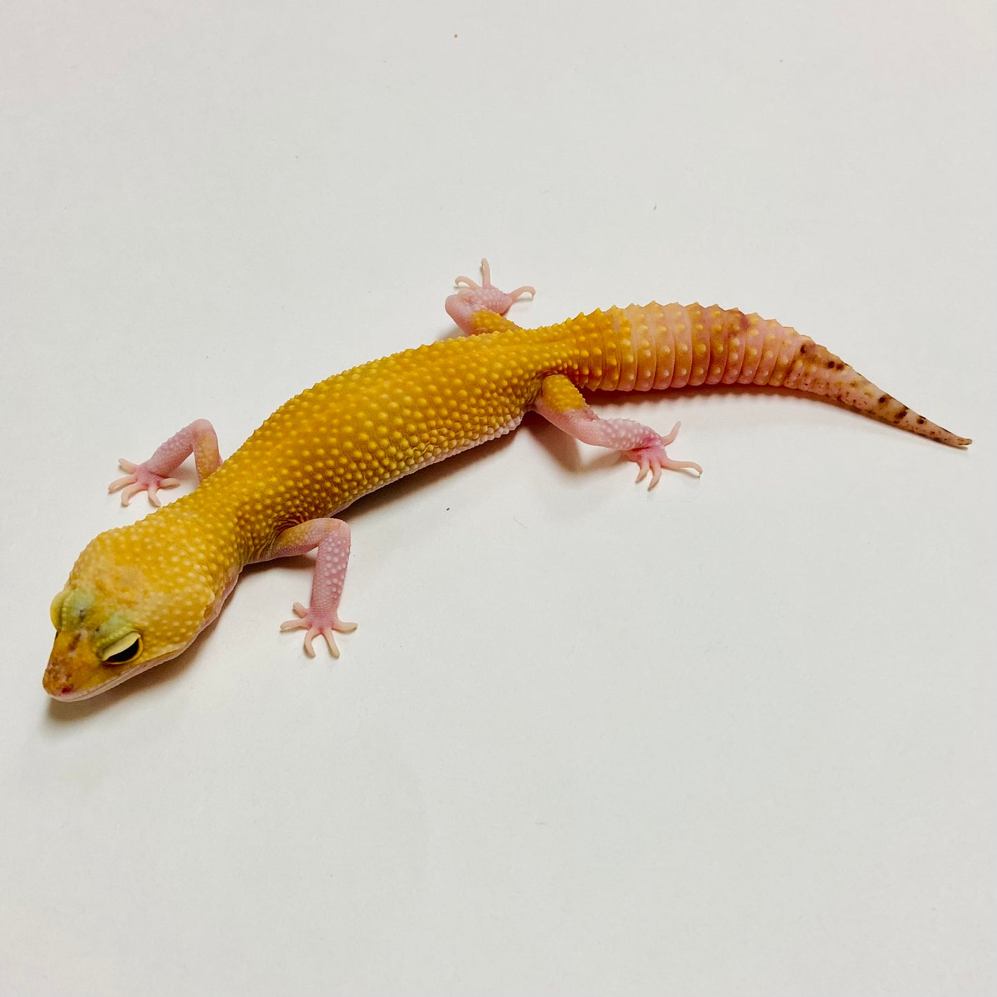 Raptor Leopard Gecko Female A-C7-81722-1