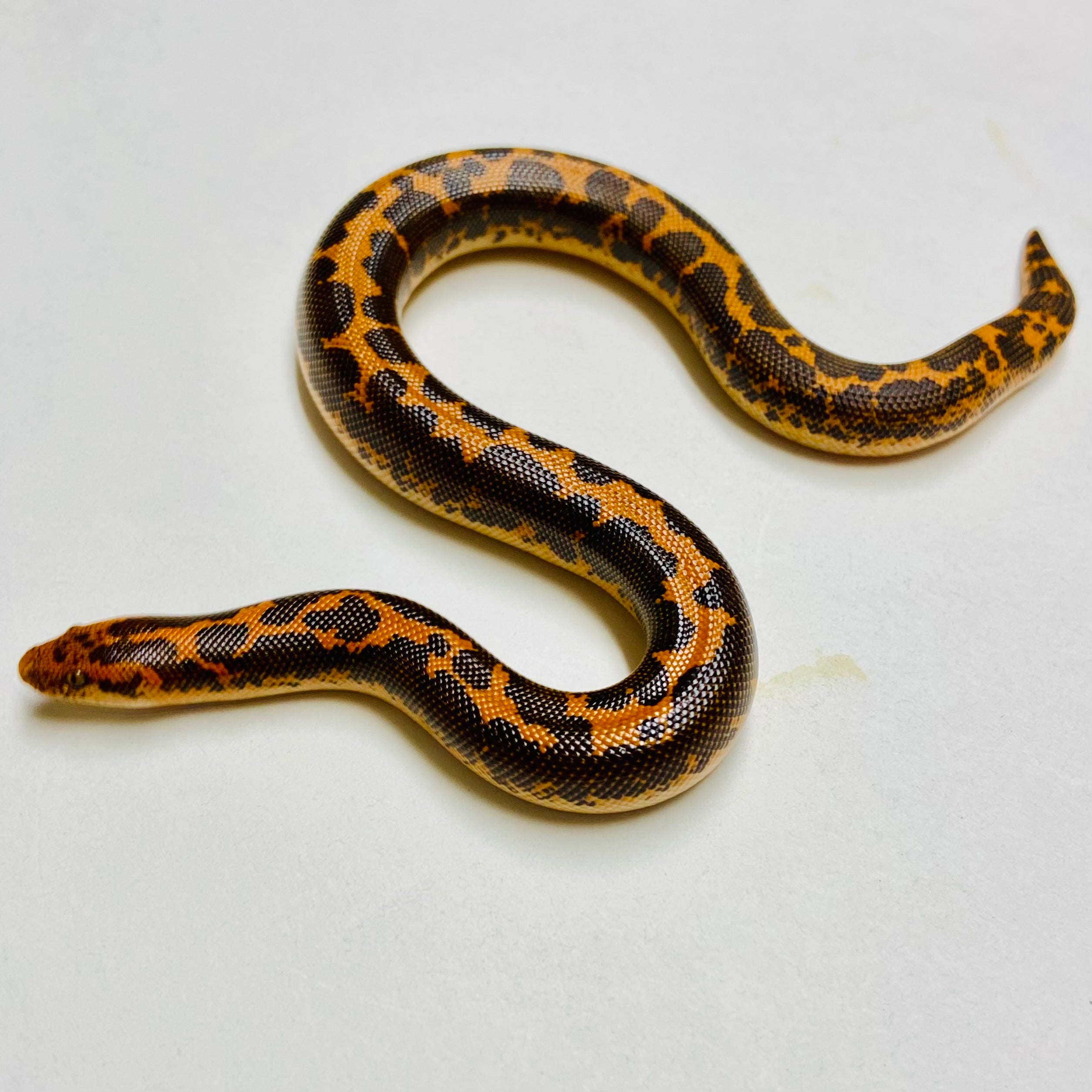 Kenyan Sand Boa Female 2024F08 – BHB Reptiles