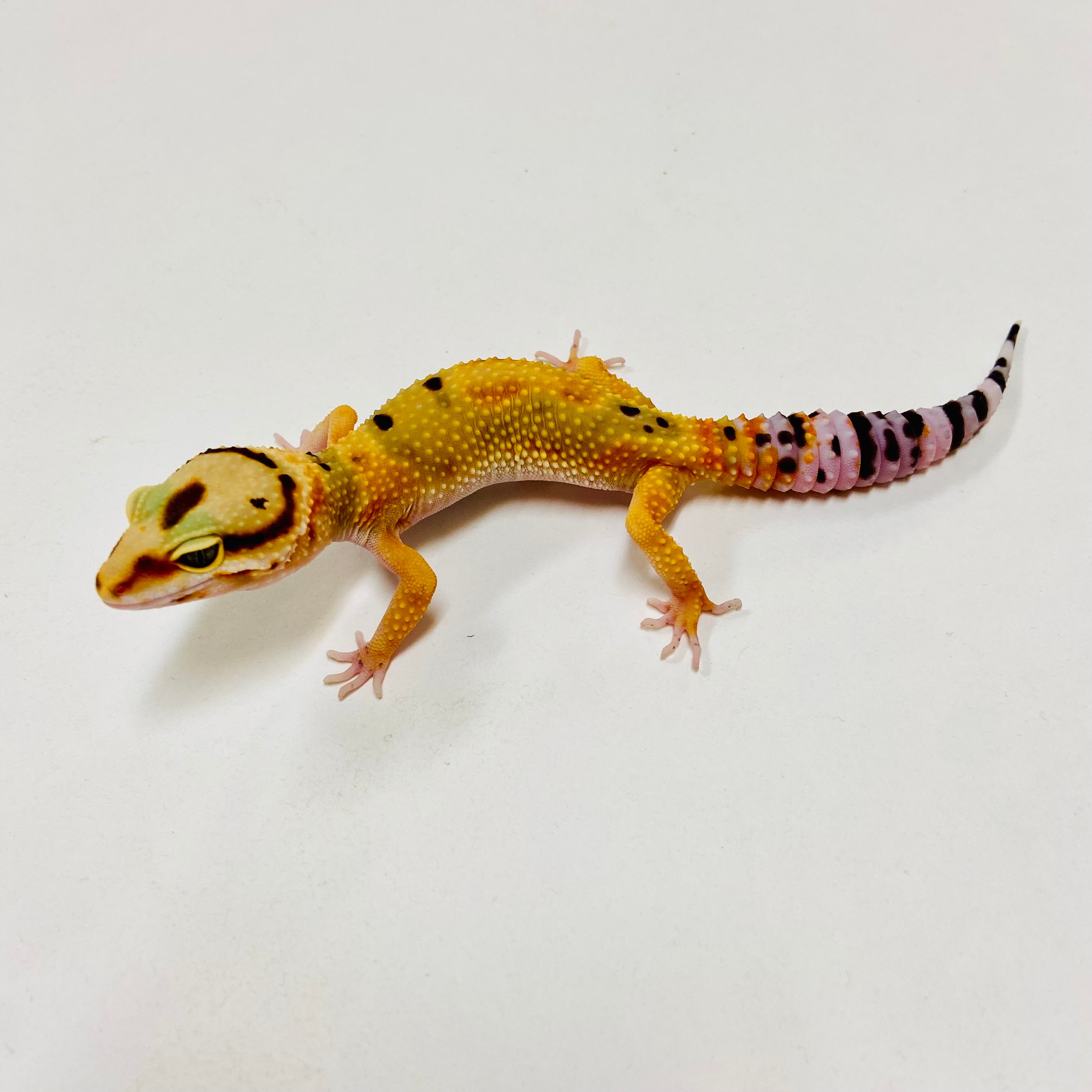 Leopard Geckos For Sale At Bhb! Top Quality & Vast Selection In The Us 