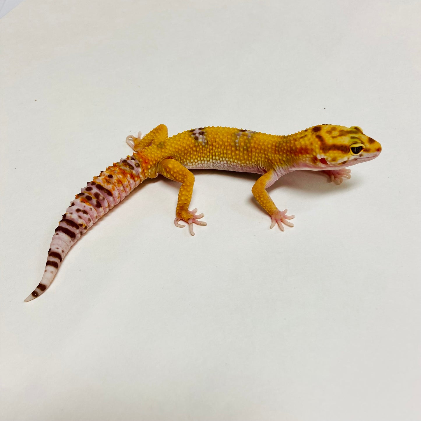 Albino Tremper Tangerine Leopard Gecko Male C-A8-71824-1