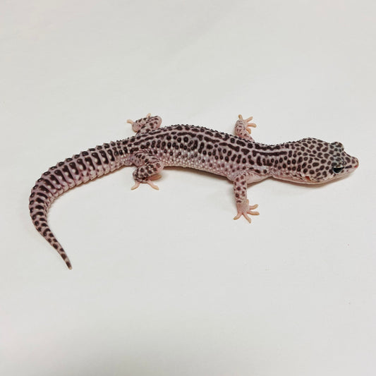 Dark Super Snow Leopard Gecko Male C-C3-61723-1