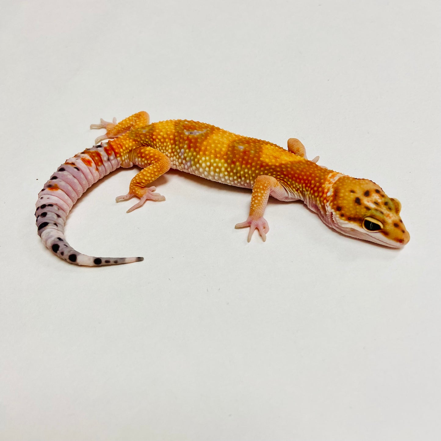 Hypo Tangerine Leopard Gecko Male C-A3-72224-1